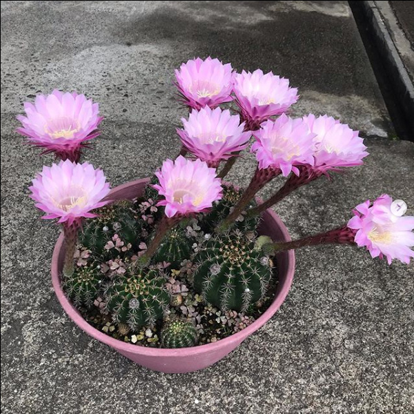 北陸車研にサボテンの花盛丸 カセイマル が来ました 北陸車研工業