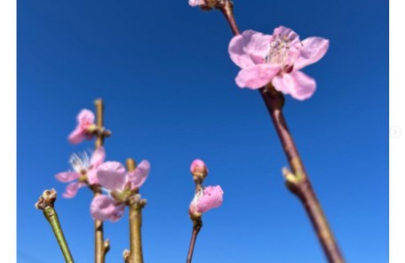 3月3日は桃の節句ですね