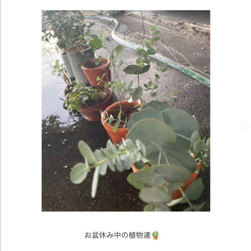 お盆休み中の植物達