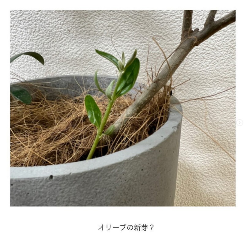 オリーブの新芽？